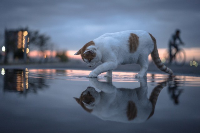 Прикольных котов пост