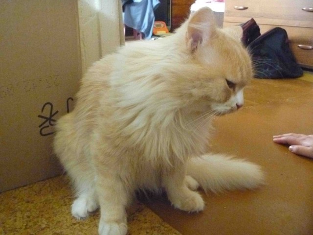 Котовторник 20.12.2011