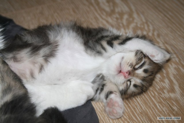 Котовторник 17 января