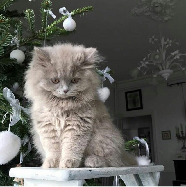 Прикольных котов пост