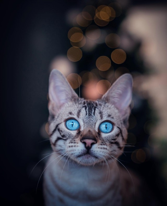 Прикольных котов пост