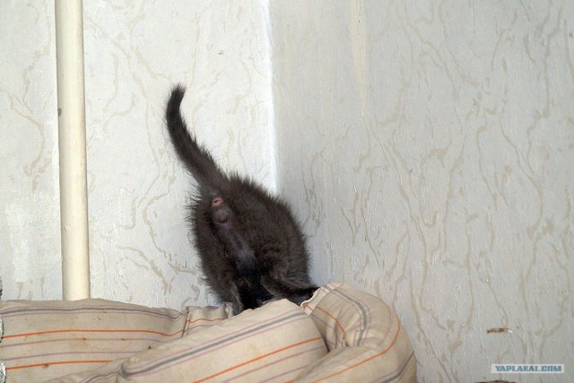 Котовторник 24.04.2012
