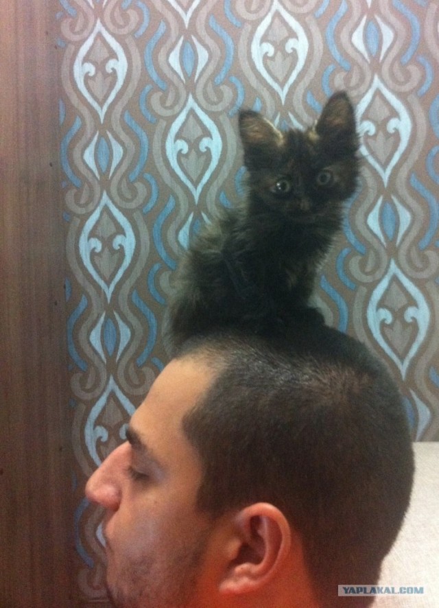 Котовторник 03 07 2012
