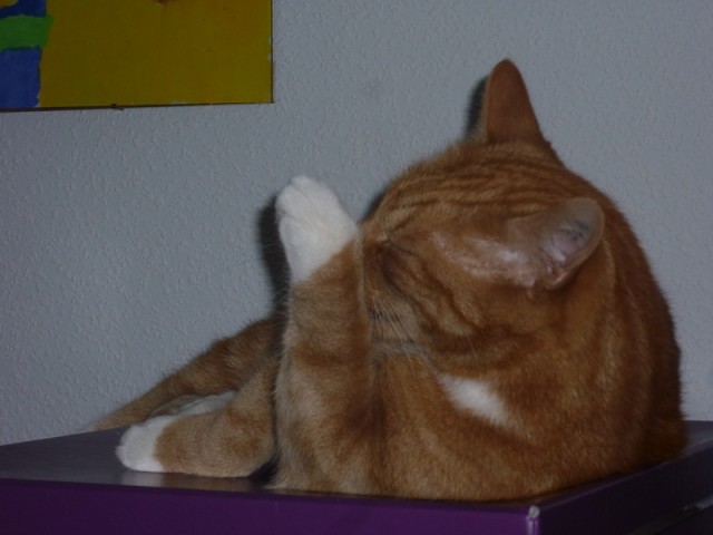Котовторник  28.08.12