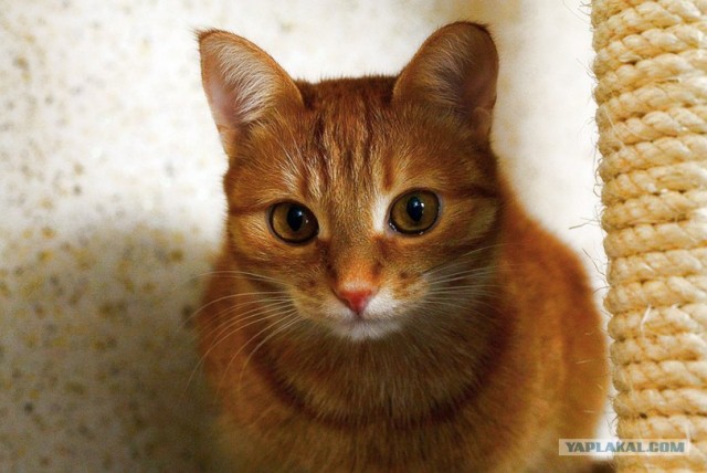 Котонянька и котовторник