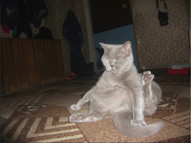 Забавные фото котеек