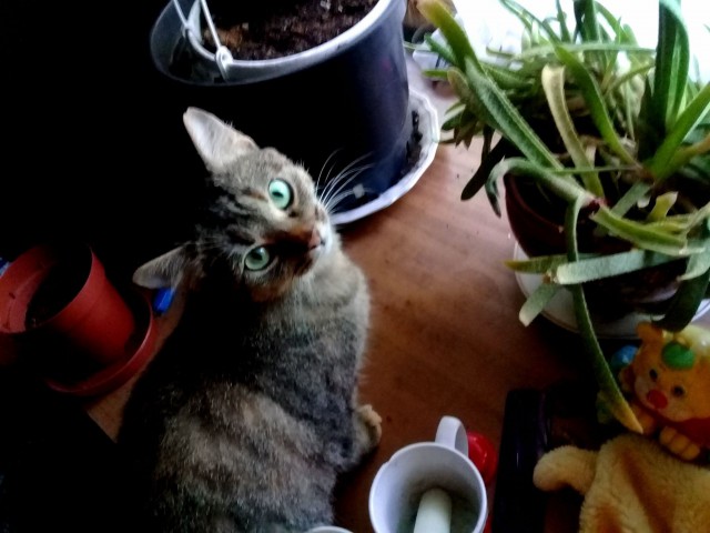 Прикольных котов пост