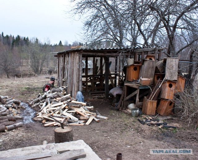 Шамович и волки