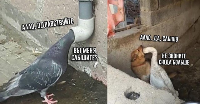Не очень адекватный юмор