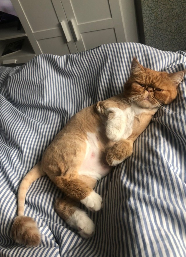 Котовторник