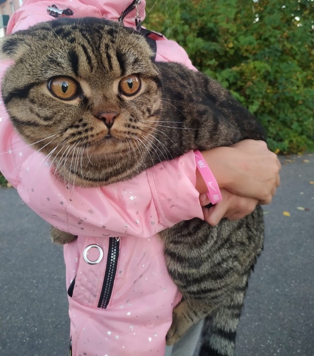 Котовторник 14.09.2021