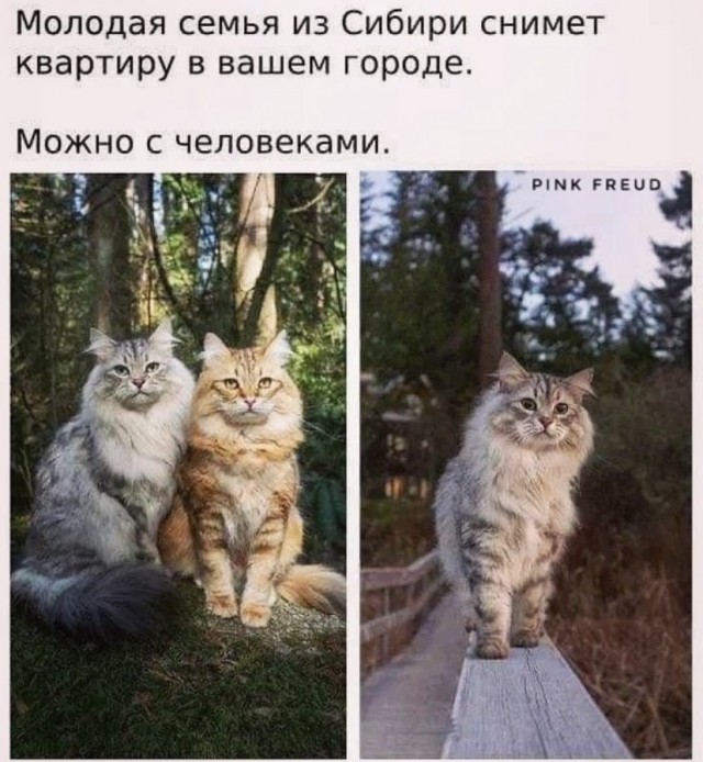 Картинки и мемы, всем прекрасных выходных