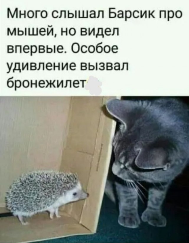 Баянисто-небаянистый юмор 7.02.22