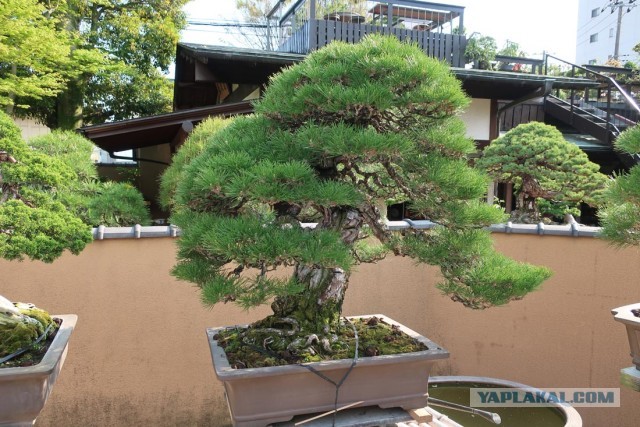 Токийский стрит