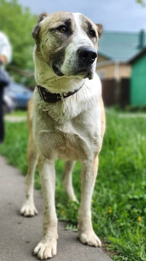 Нашли собаку