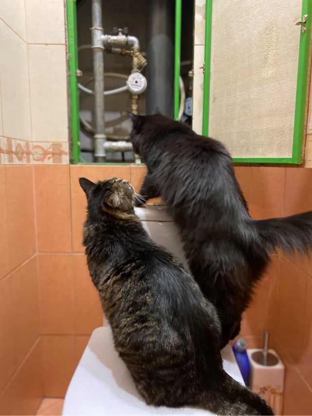 Внезапные кошки