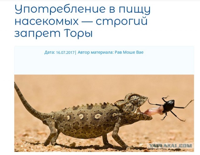 Мантуров призвал менять ментальность и оценить мясо из личинок мухи