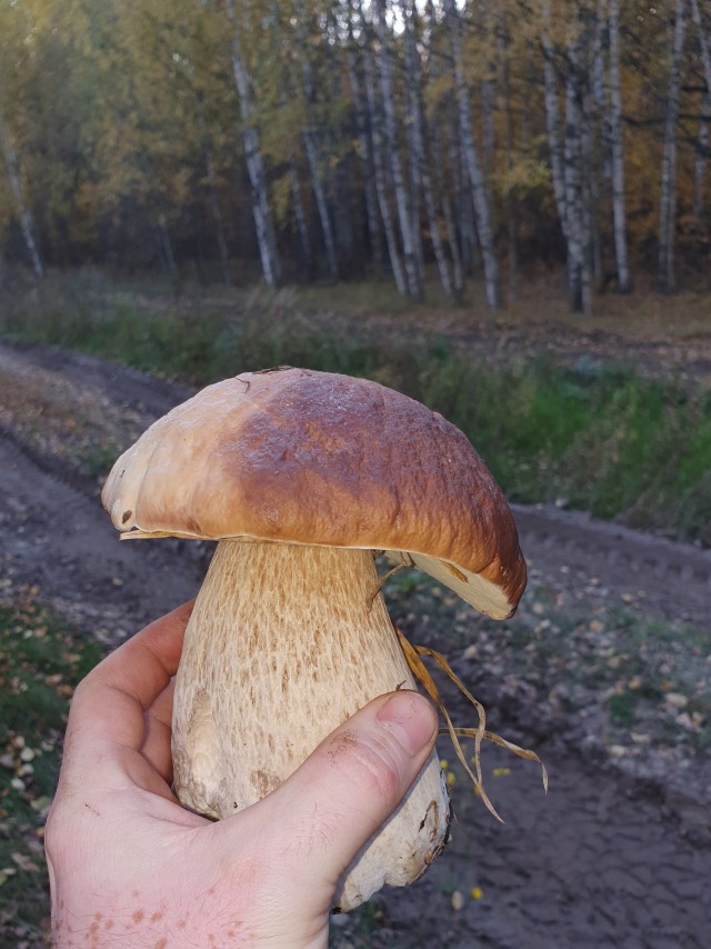 Грибы видишь? Нет. А они есть