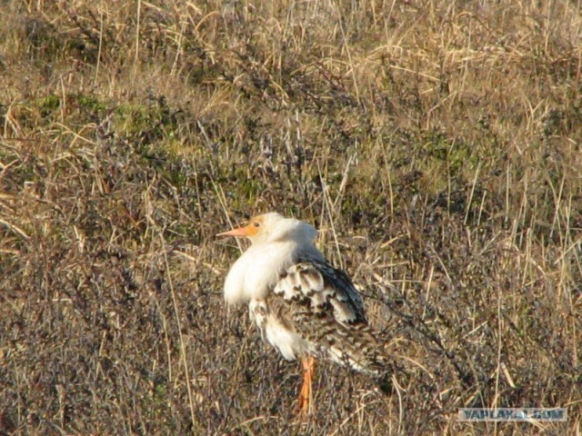 Ямал. Два времени года