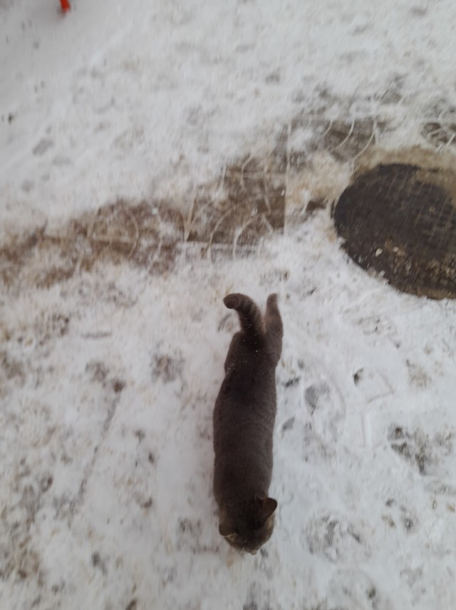 Каспер\Сиськи