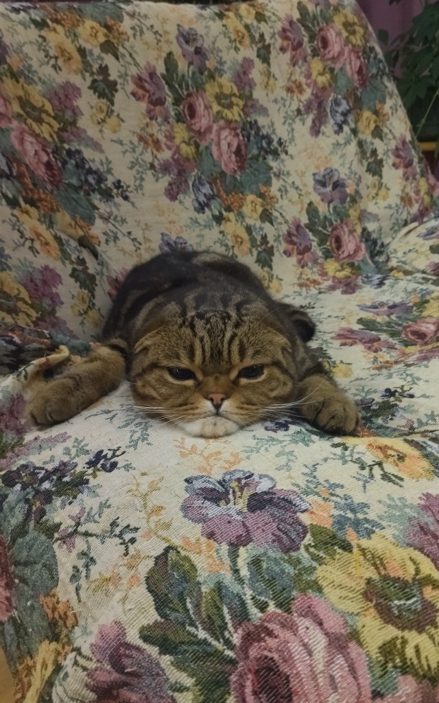 Мой Песдюк