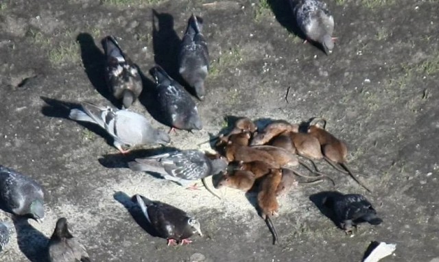 Ученица смерти