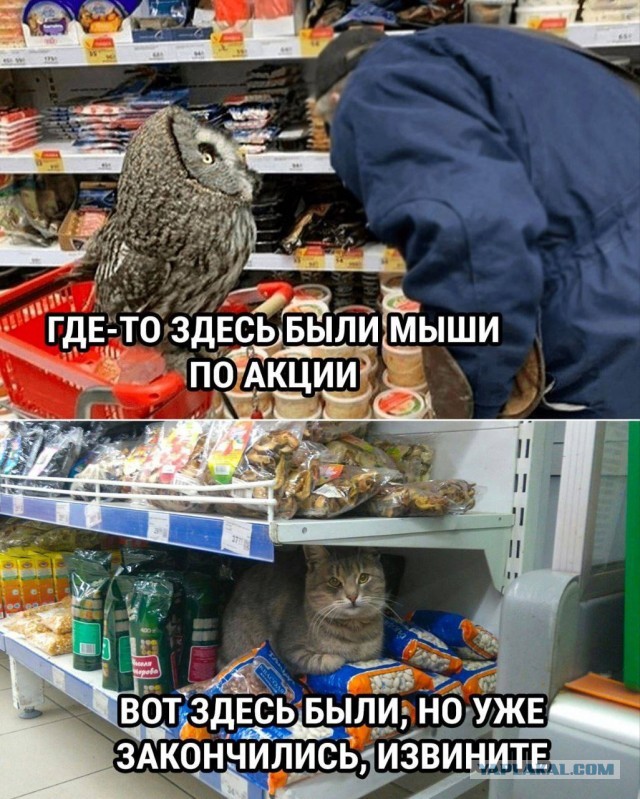 Забавные комментарии из социальных сетей (10.04.23)