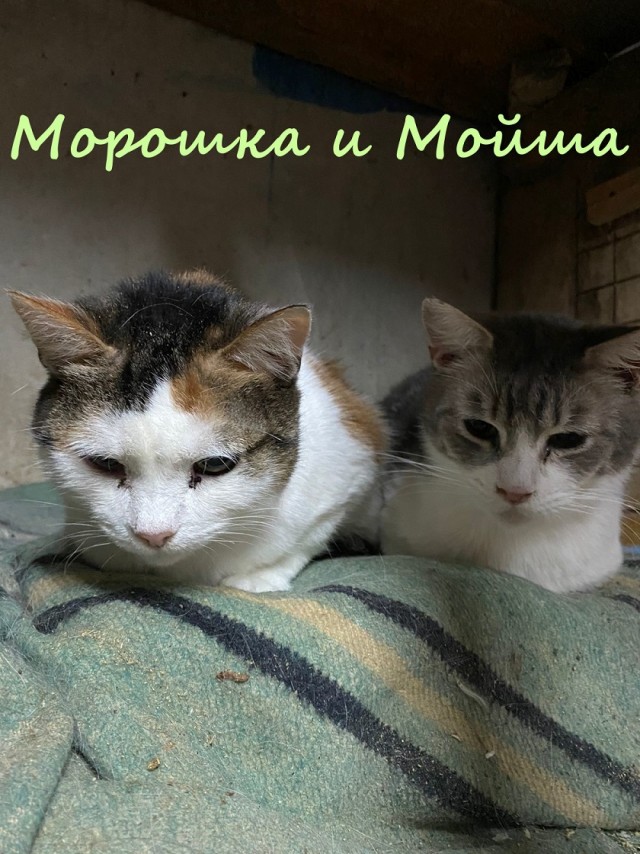 Жизнь домашнего приюта "Котоленд" 384