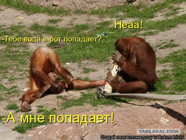 Газон на подоконнике от шума дождя