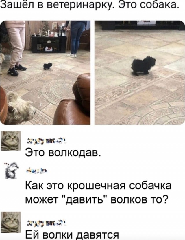 Весёлый полтишок 09.11.23