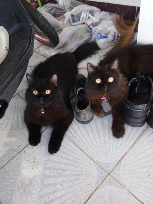 Жизнь домашнего приюта "Котоленд" 430
