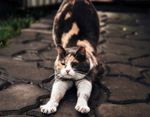 Котовторник в картинках