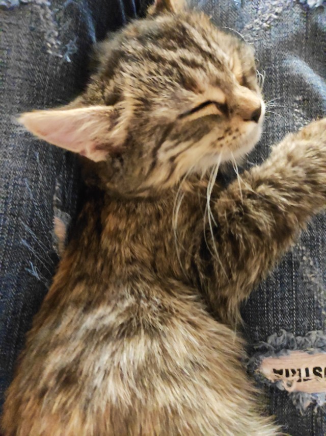 Подкидыш к котовторнику