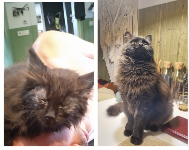 Поверья о кошках