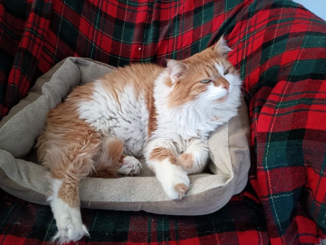 Котэ, совэ и все-все-все