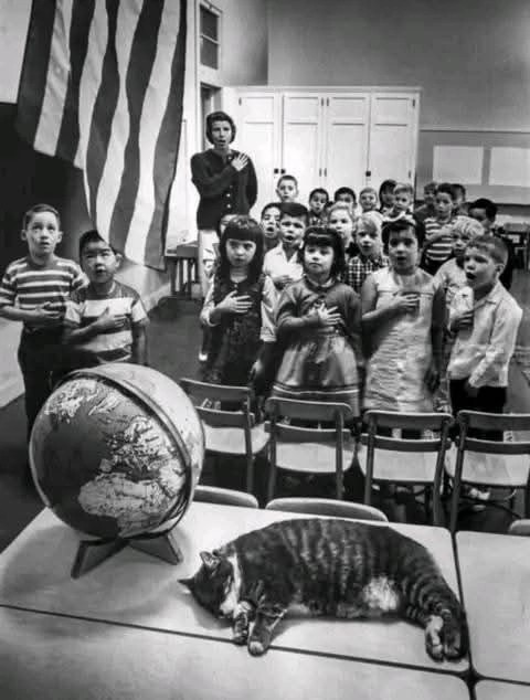 Кот по кличке Класс Восемь.