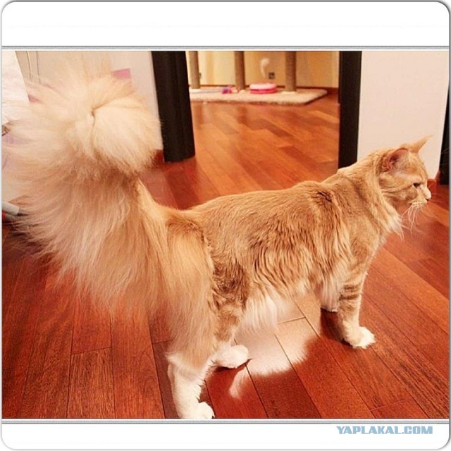 Немного о  Мейн Куне.