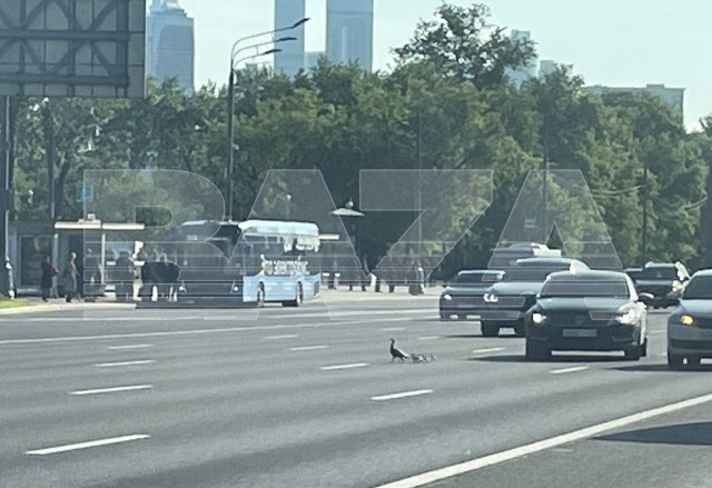 Переходящие дорогу утята перекрыли движение по Кутузовскому проспекту в Москве.