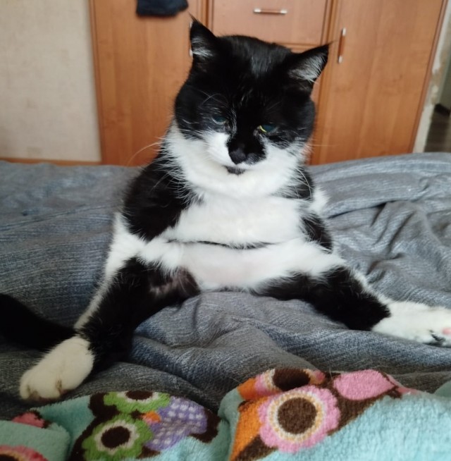 Ну, с котовторником!