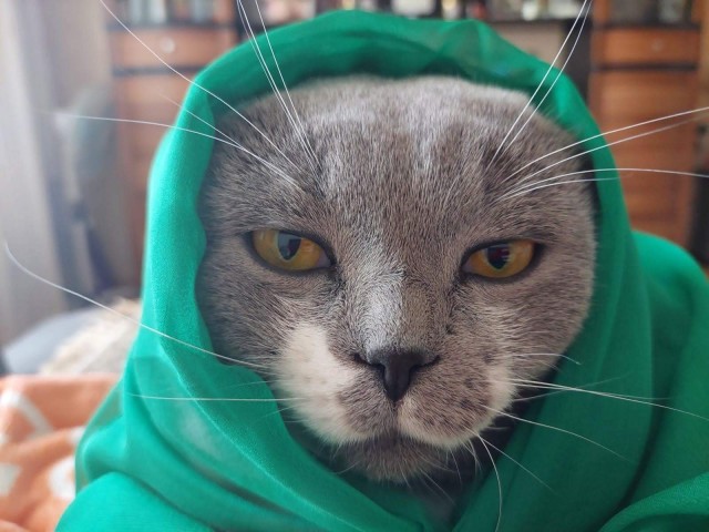 Нашелся таки хозяин (точнее хозяйка)