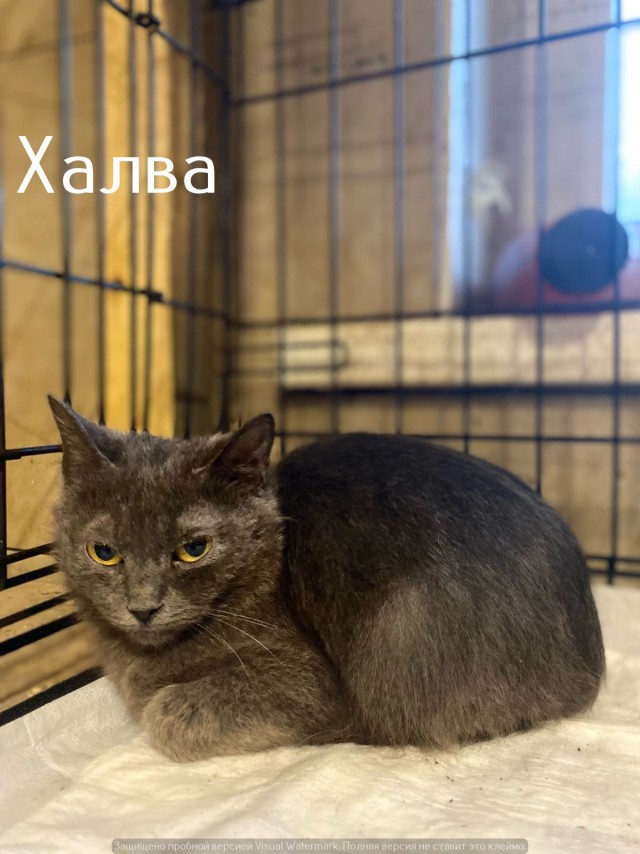 Жизнь домашнего приюта "Котоленд" 547
