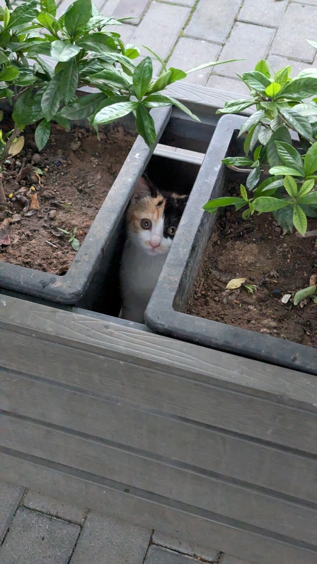 Котейки у Великой Китайской Стены