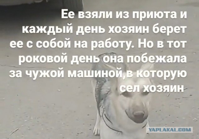 Собачка, которую сняли бегущей за машиной в Троицке, найдена
