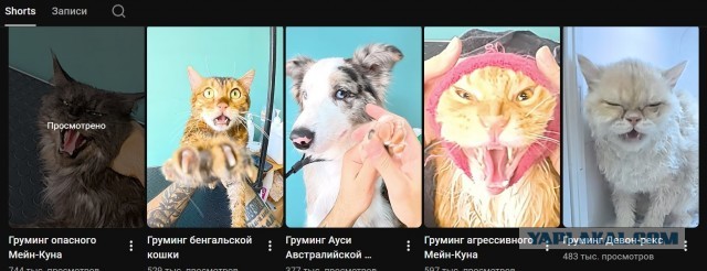 Мейн-кун у грумера