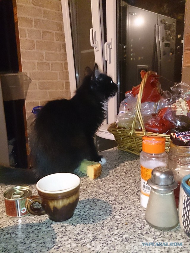 Котовторник 22.10.2013