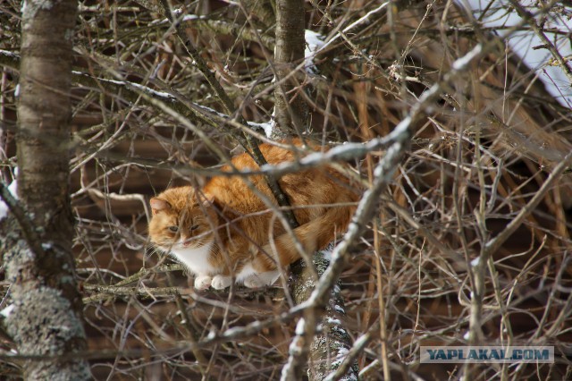 Котовторник 12.11.2013