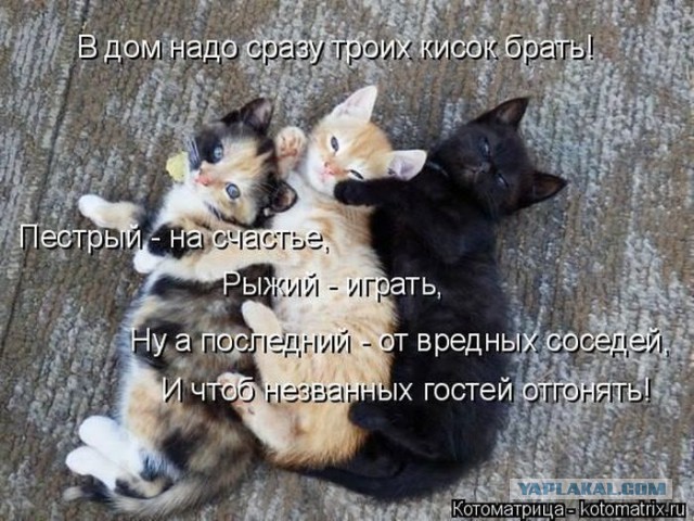 Усатый