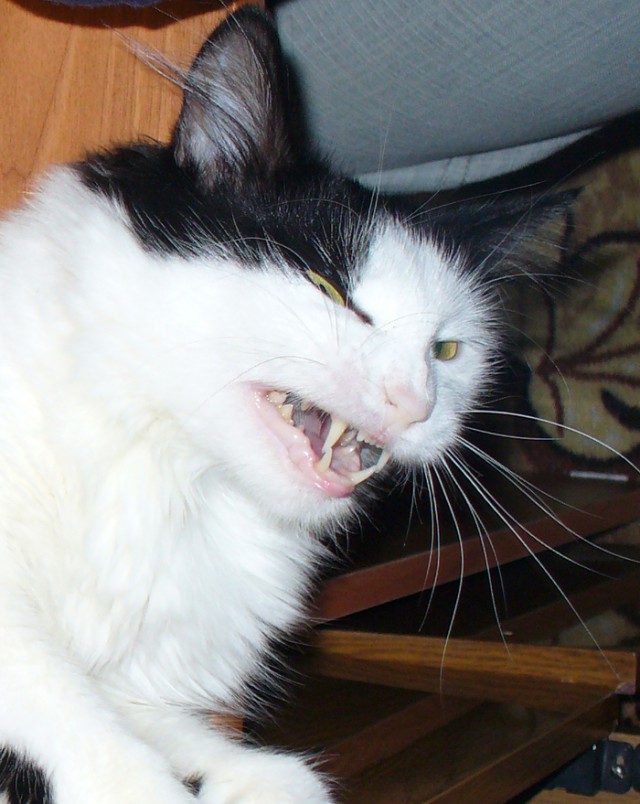 А у тебя есть фото твоей зевающей котейки ?