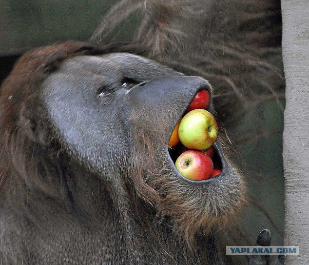 Евросоюз устал от Польши