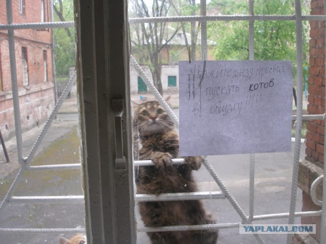 Котовторник.